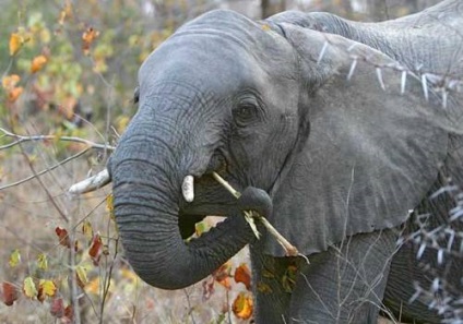 Igaz, hogy az elefántok ne felejtsük el semmit