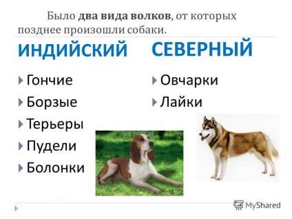 Előadás a kutya - ember legjobb barátja készített Novoselov m