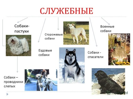 Előadás a kutya - ember legjobb barátja készített Novoselov m