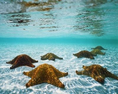 Természet, növények és állatok a tengerek és óceánok