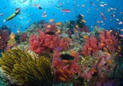Természet, növények és állatok a tengerek és óceánok