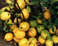 Tartalmazó élelmiszerek C-vitamin több, mint egy citrom