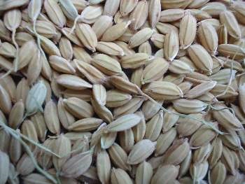 A csíráztatott rizs előnyök és ellenjavallatok