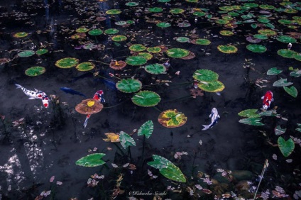 Pond Monet hihetetlenül szép víztömeg, mintha leszállt a festmény a művész