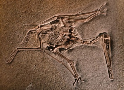 Pterosaurs - vagy 
