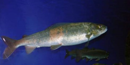 Hal Omul (Coregonus autumnalis) (Coregonus) Hal Omul (Coregonus autumnalis)