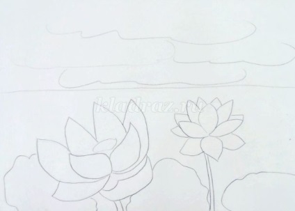 Rajz tó lotuses szakaszokban fotókkal