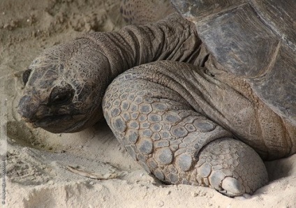 A leglassabb teknős - vadon élő állatok