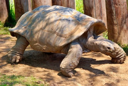 A leglassabb teknős - vadon élő állatok