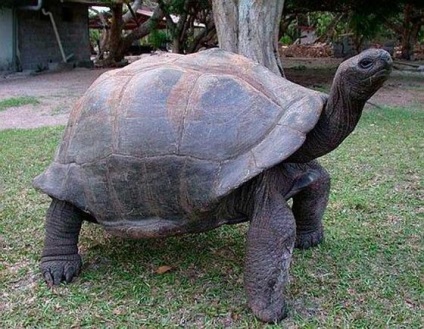 A legnagyobb teknős a világon, érdekességek
