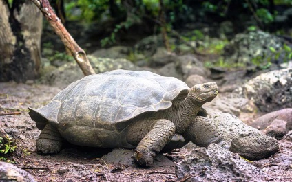 A legnagyobb teknős a világon (a listát a teknősök fotó)