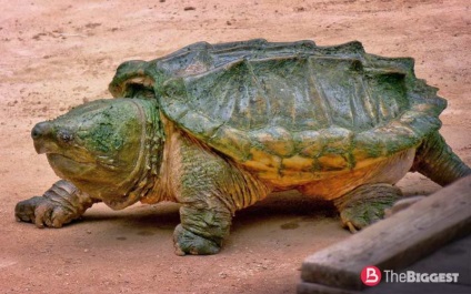 A legnagyobb teknős a világon (a listát a teknősök fotó)