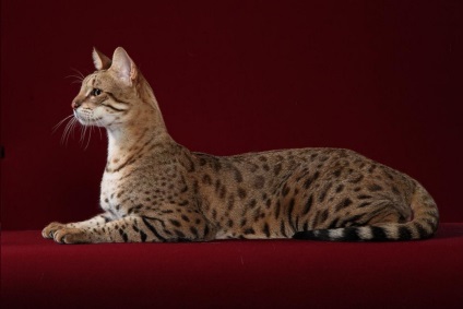 A legegzotikusabb házimacska fajták, típusok és képek egzotikus macskák
