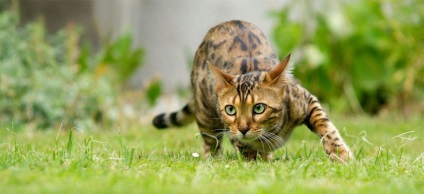 A legtöbb egzotikus fajtájú macskák fényképét, nevét a fajta, leírás