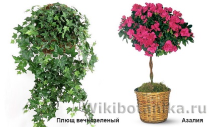 A legveszélyesebb szobanövények (növények) A legveszélyesebb szobanövények