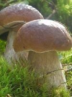 A leghasznosabb gombák (hasznos) A leghasznosabb gombák