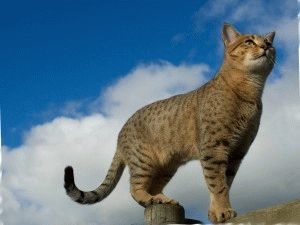 A legintelligensebb fajtájú macskák tények és fotók, a helyszínen „bögre”