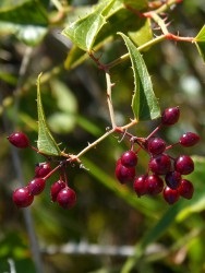 Sarsaparilla - gyógyszer tulajdonságait, és ellenjavallatok alkalmazása