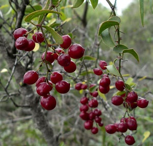 Sarsaparilla a népi gyógyászatban (sarsaparilla) Sarsaparilla a népi gyógyászatban