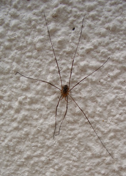 Házi kaszáspók segítenek legyőzni a félelmet a pókok (Arachnophobia)
