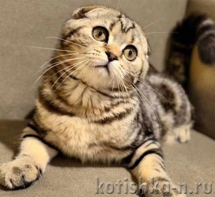 Scottish fold macska - a „plüss” boldogság