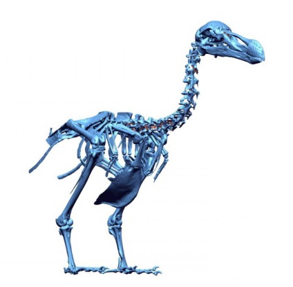 Csontváz madarak szerkezeti jellemzők