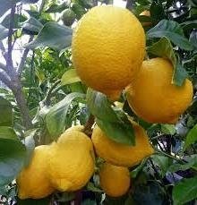 Mennyi C-vitamin, a citrom, mint a vad rózsa és egyéb termékek
