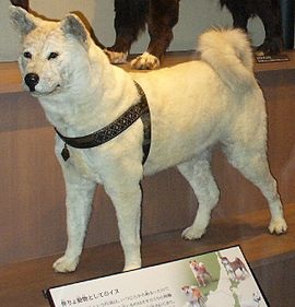 Halál Hachiko (temető Aoyama járás) halál Hachiko