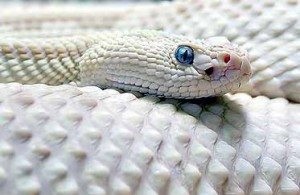 Álom értelmezése nagy kígyó, mit álom nagy kígyó, vastag, hatalmas álom