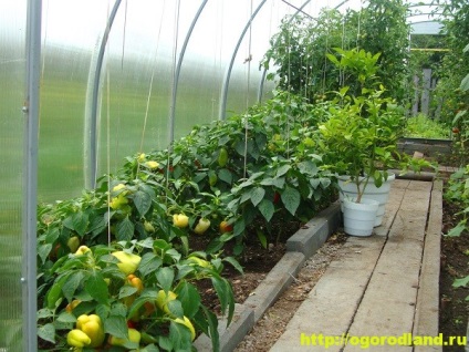 Tippek növekvő paradicsom, uborka és paprika egy üvegház