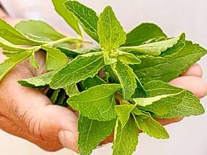 Stevia előnyei és hátrányai hasznos tulajdonságai és alkalmazásai