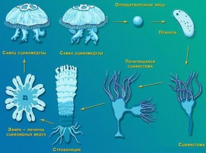 A szerkezet a medúza