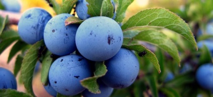 Damson - előnyei és hátrányai (szilva) Damson - előnyei és hátrányai
