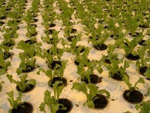 Gép termesztésére saláta, és a zöld növények hydroponically
