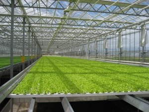 Gép termesztésére saláta, és a zöld növények hydroponically