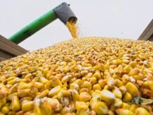 kukoricatermesztés technológia