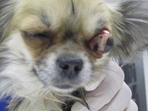 szemsérülések kutyák és a macskák, non-stop állatorvosi központ - dobrovet