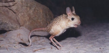 jerboa fotó