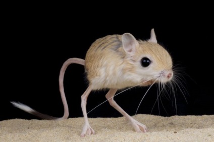 Jerboa (fotó) vidám blúz, hosszú farok