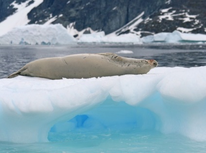 Plombák nem él csak a sarki és antarktiszi