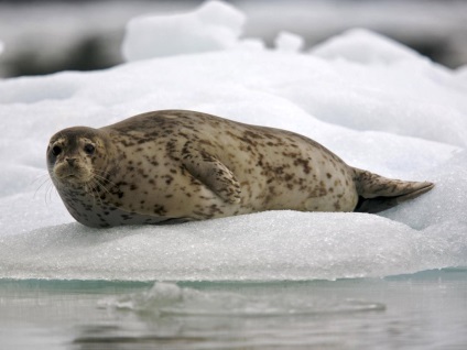 Plombák nem él csak a sarki és antarktiszi