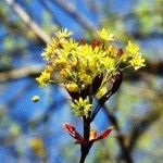 Care Forsythia öntözés, műtrágyázás, metszés, napos nyári tartózkodási