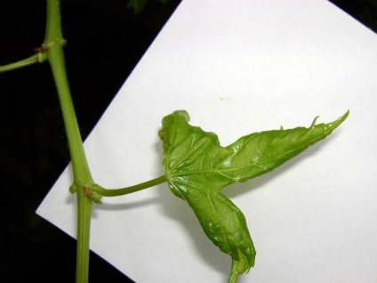 Vegetál növények szőlő (vegetál) A vegetatív szőlő palánták