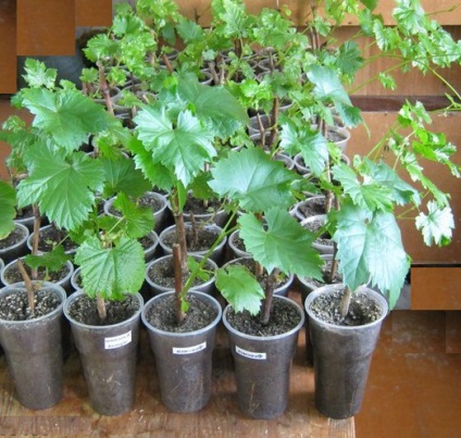 Vegetál növények szőlő (vegetál) A vegetatív szőlő palánták