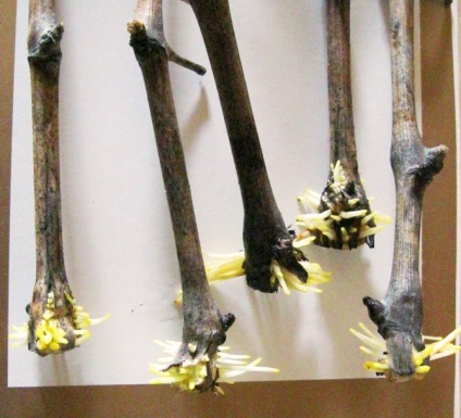 Vegetál szőlő palánták, szőlő (szőlő palánták vegetál) A vegetatív szőlő palánták