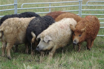 Magyar mangalica (Magyar) magyar mangalica