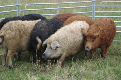 magyar mangalica