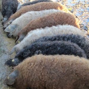 magyar mangalica