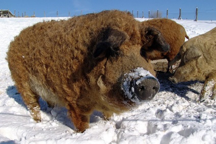 magyar mangalica