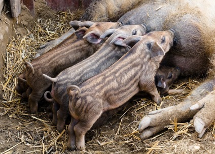 Magyar mangalica (mangalica) magyar mangalica